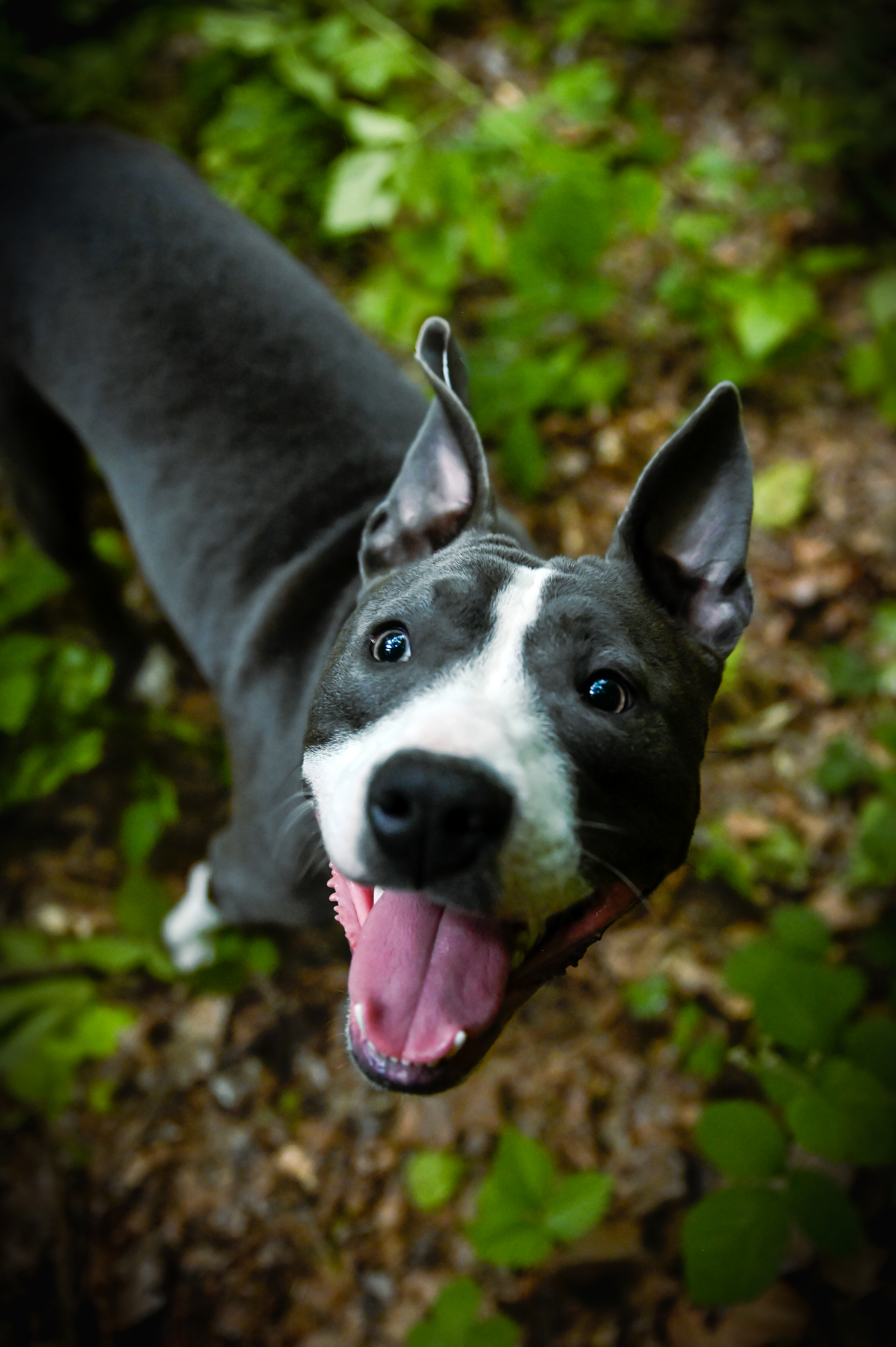 Shooting photo animaux de compagnie, chien, chat, lapin, à Aulnoye-Aymeries et alentours