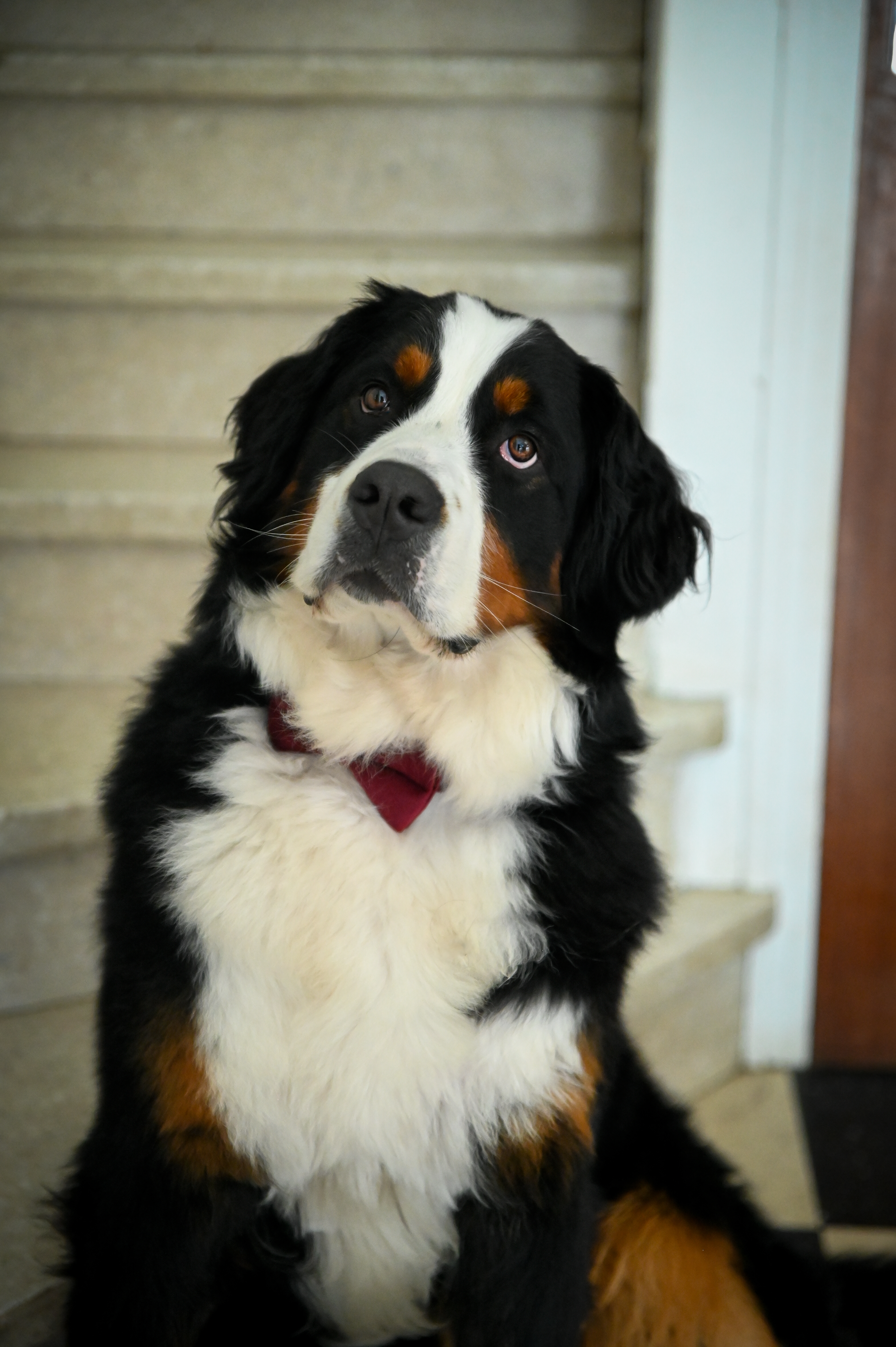 Photo préparatifs mariage Camille et Adrien