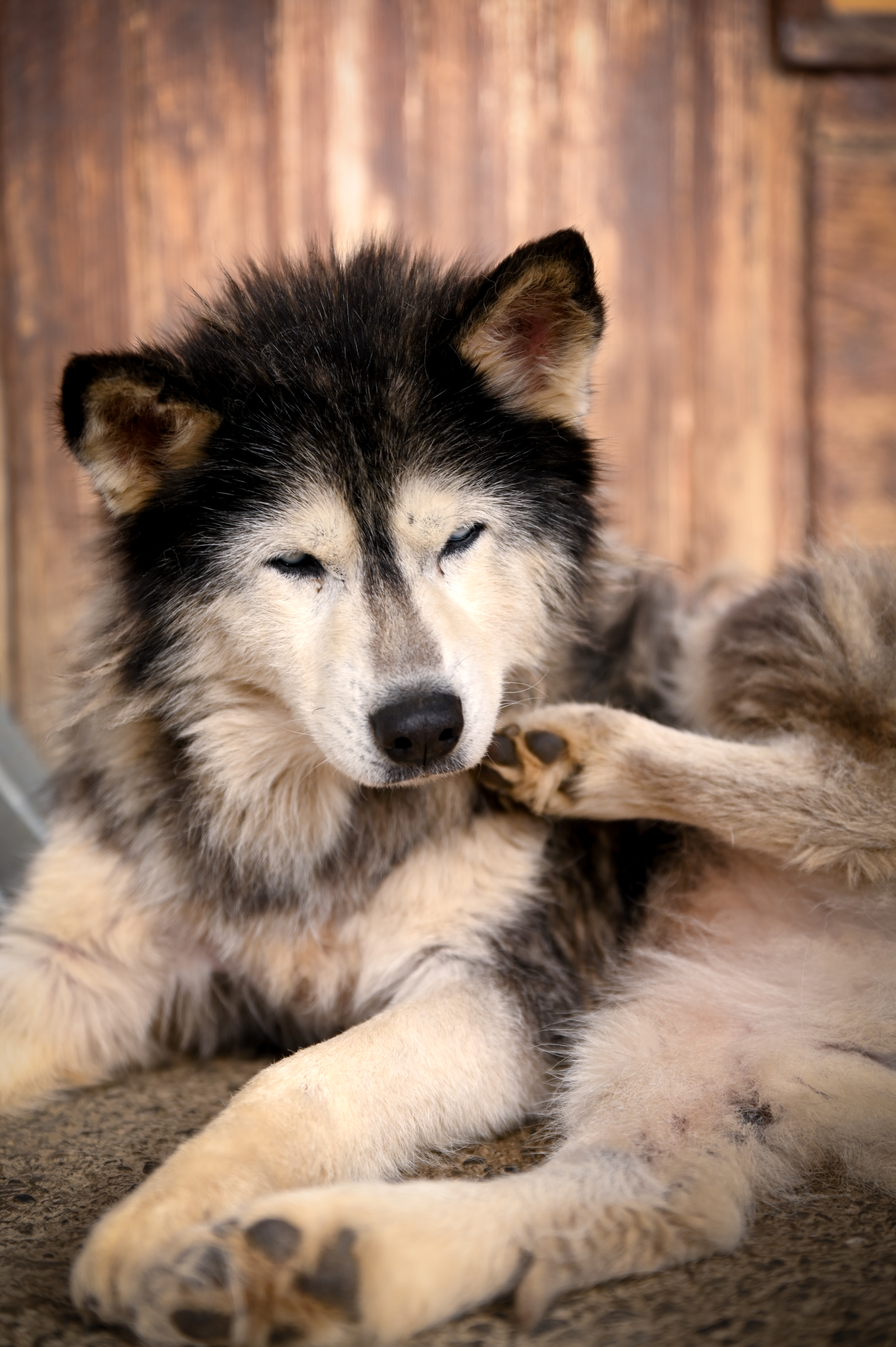 Shooting photo animaux de compagnie, chien, chat, lapin, à Aulnoye-Aymeries et alentours