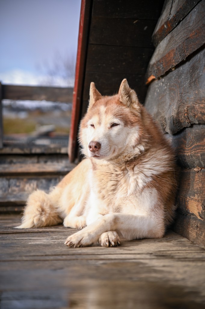 Shooting photo animaux de compagnie, chien, chat, lapin, à Aulnoye-Aymeries et alentours