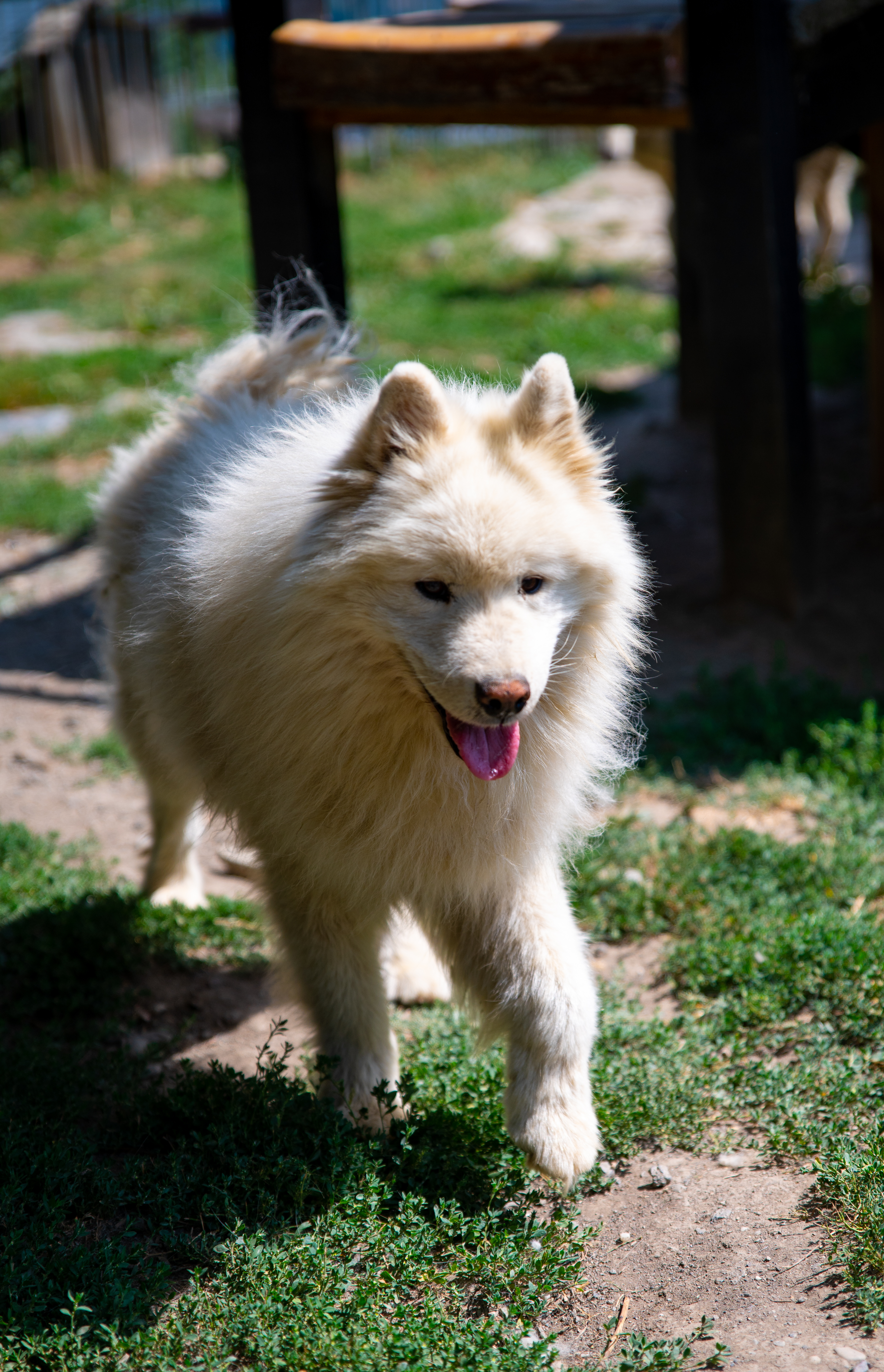 Shooting photo animaux de compagnie, chien, chat, lapin, à Aulnoye-Aymeries et alentours