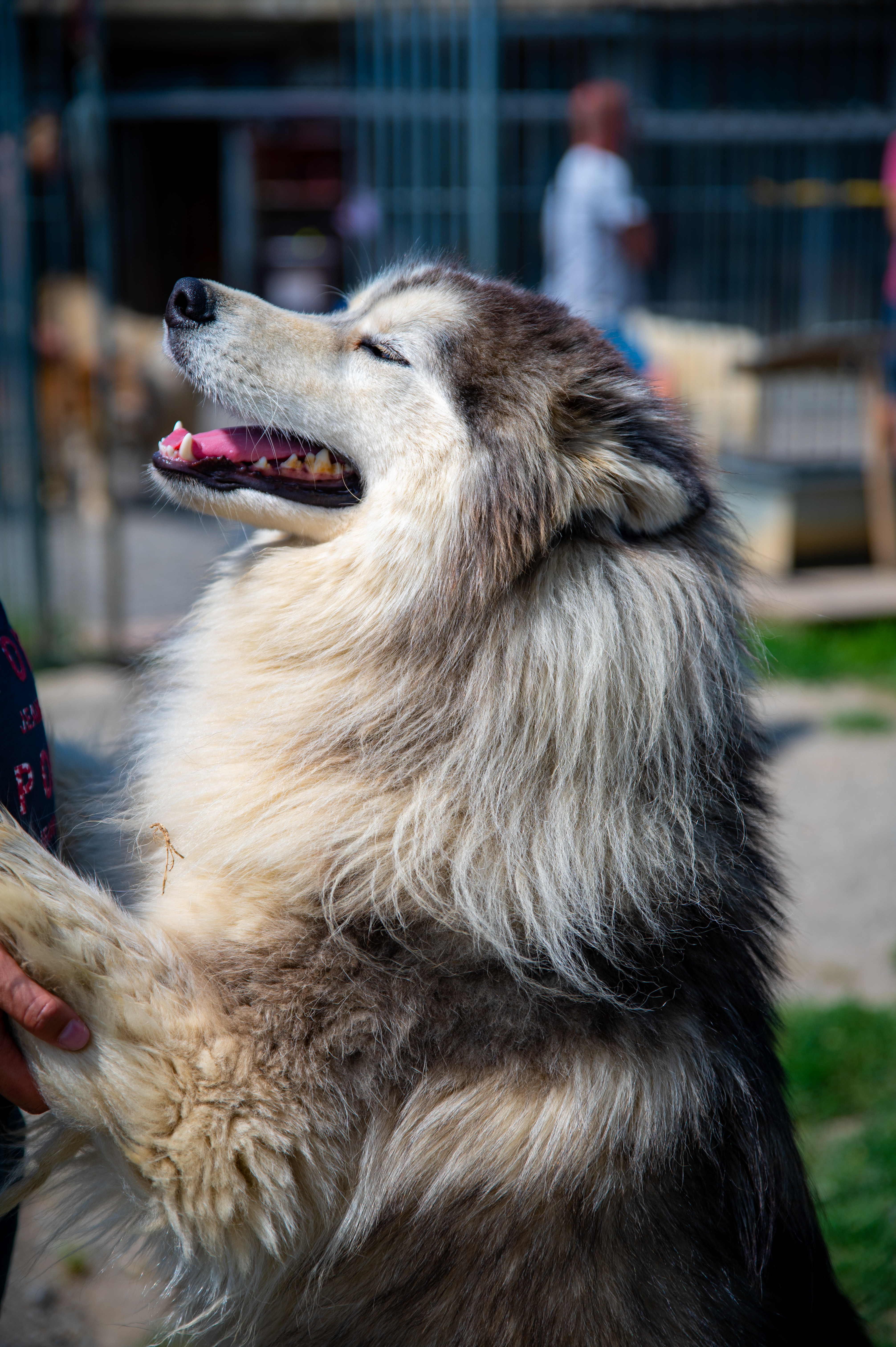 Shooting photo animaux de compagnie, chien, chat, lapin, à Aulnoye-Aymeries et alentours