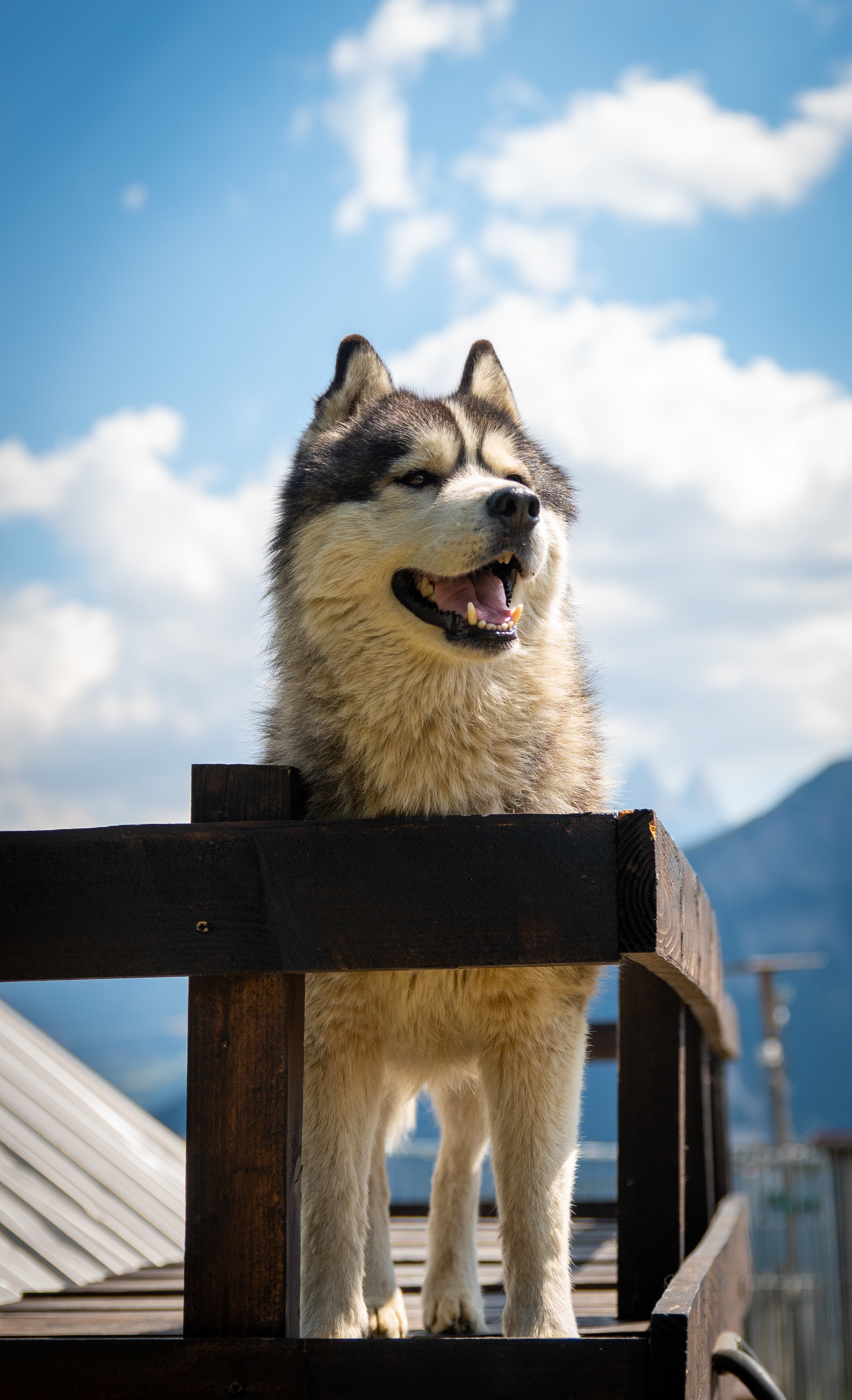 Shooting photo animaux de compagnie, chien, chat, lapin, à Aulnoye-Aymeries et alentours