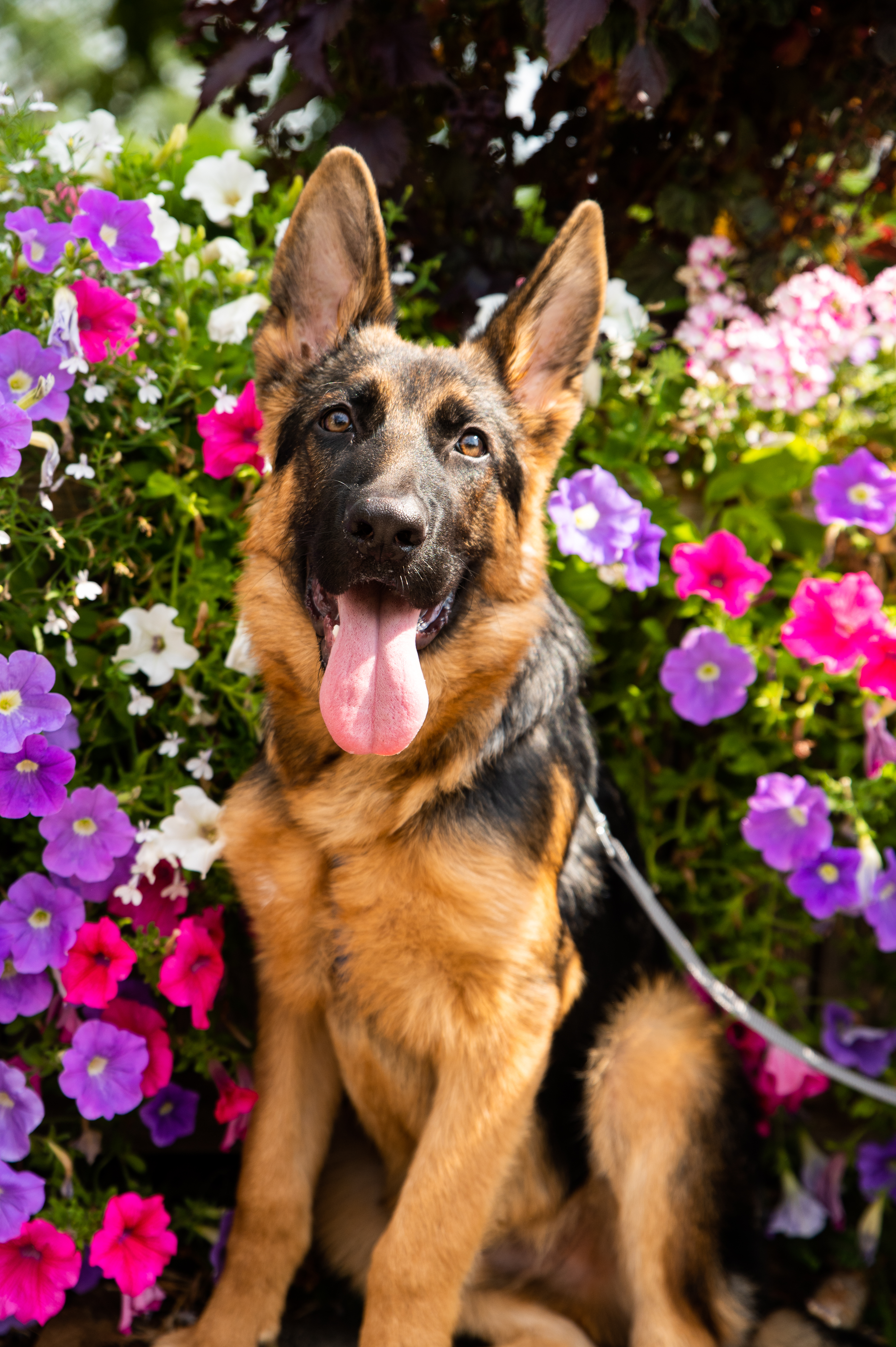 Shooting photo animaux de compagnie, chien, chat, lapin, à Aulnoye-Aymeries et alentours