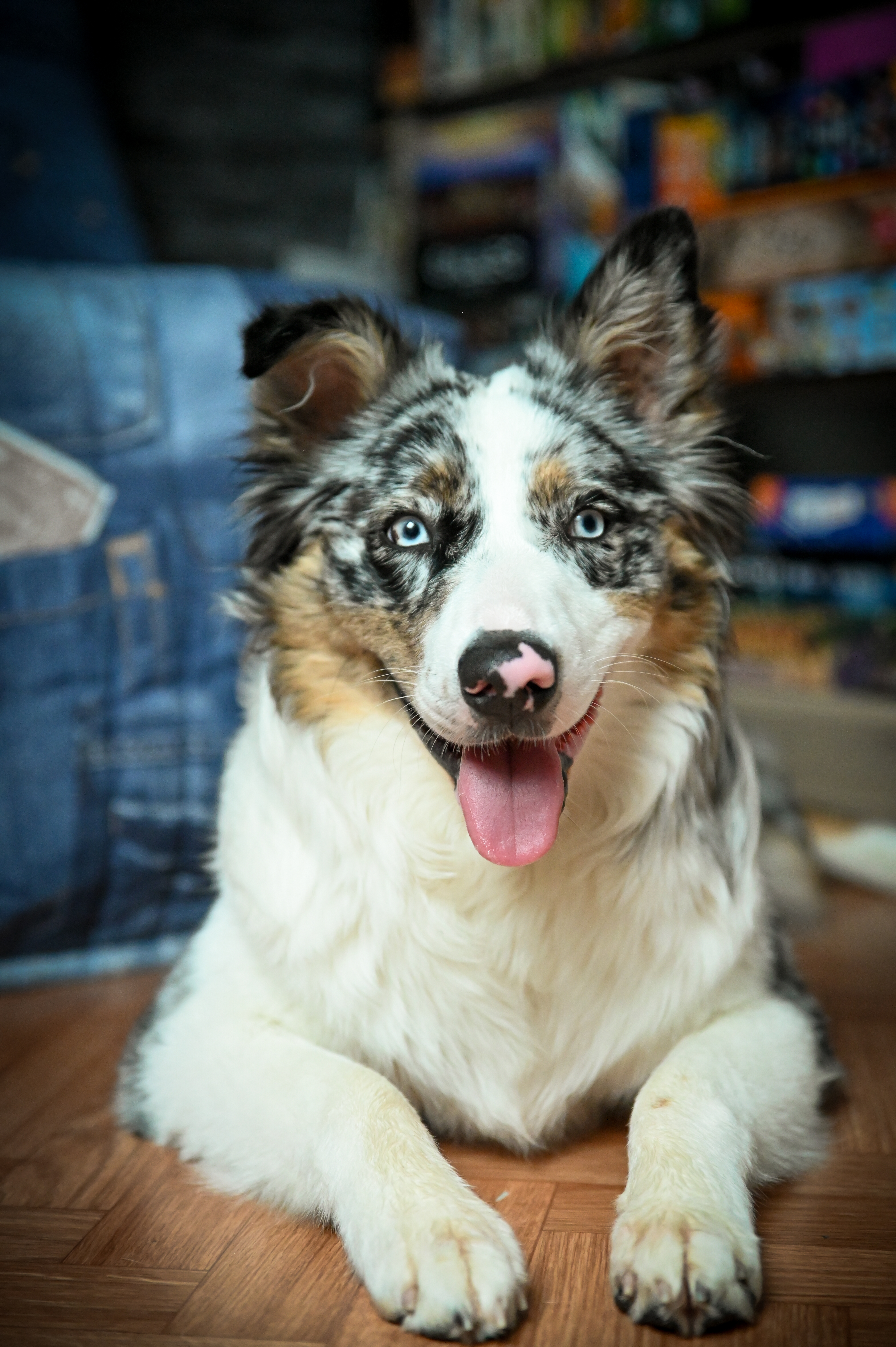 Shooting photo animaux de compagnie