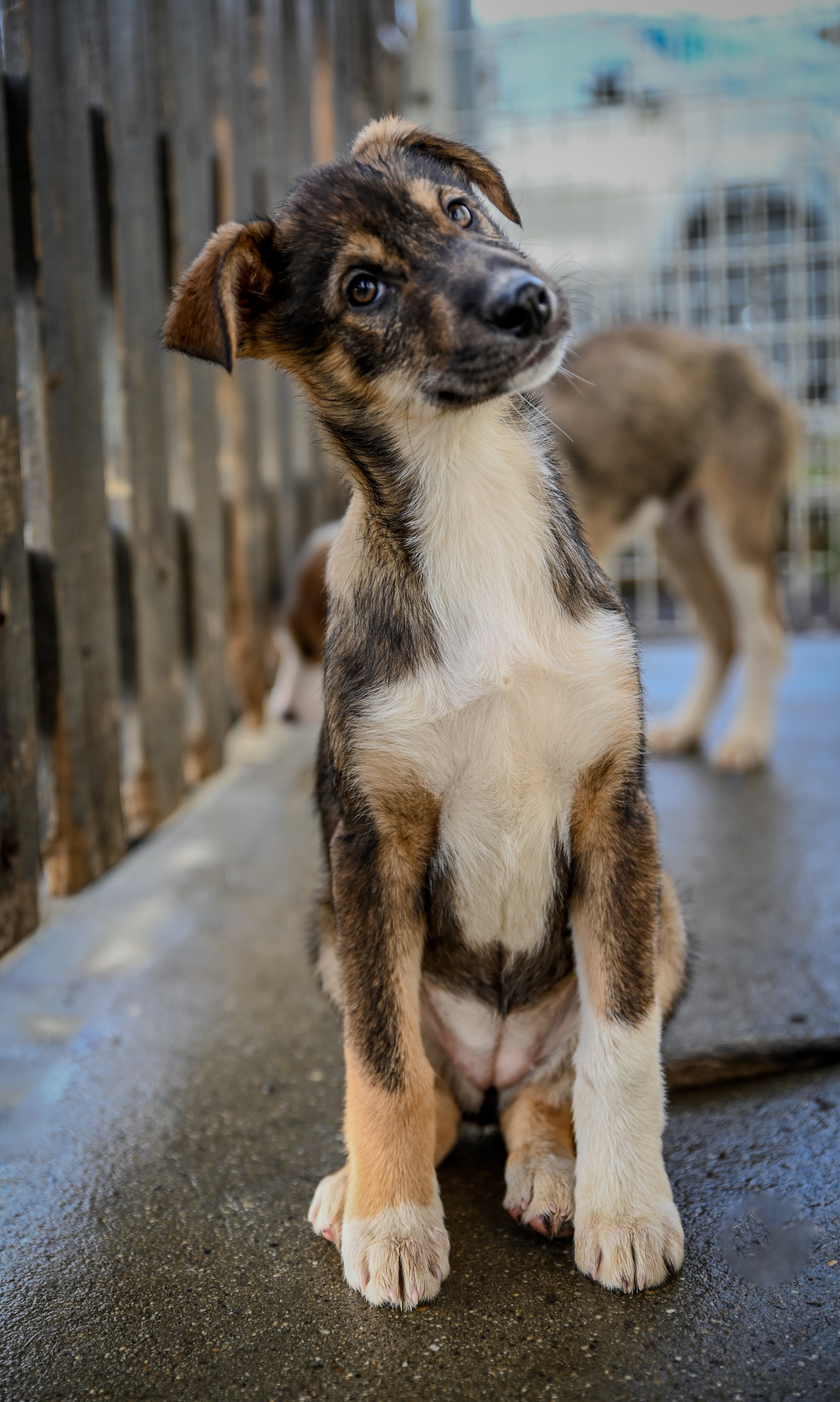 Shooting photo animaux de compagnie