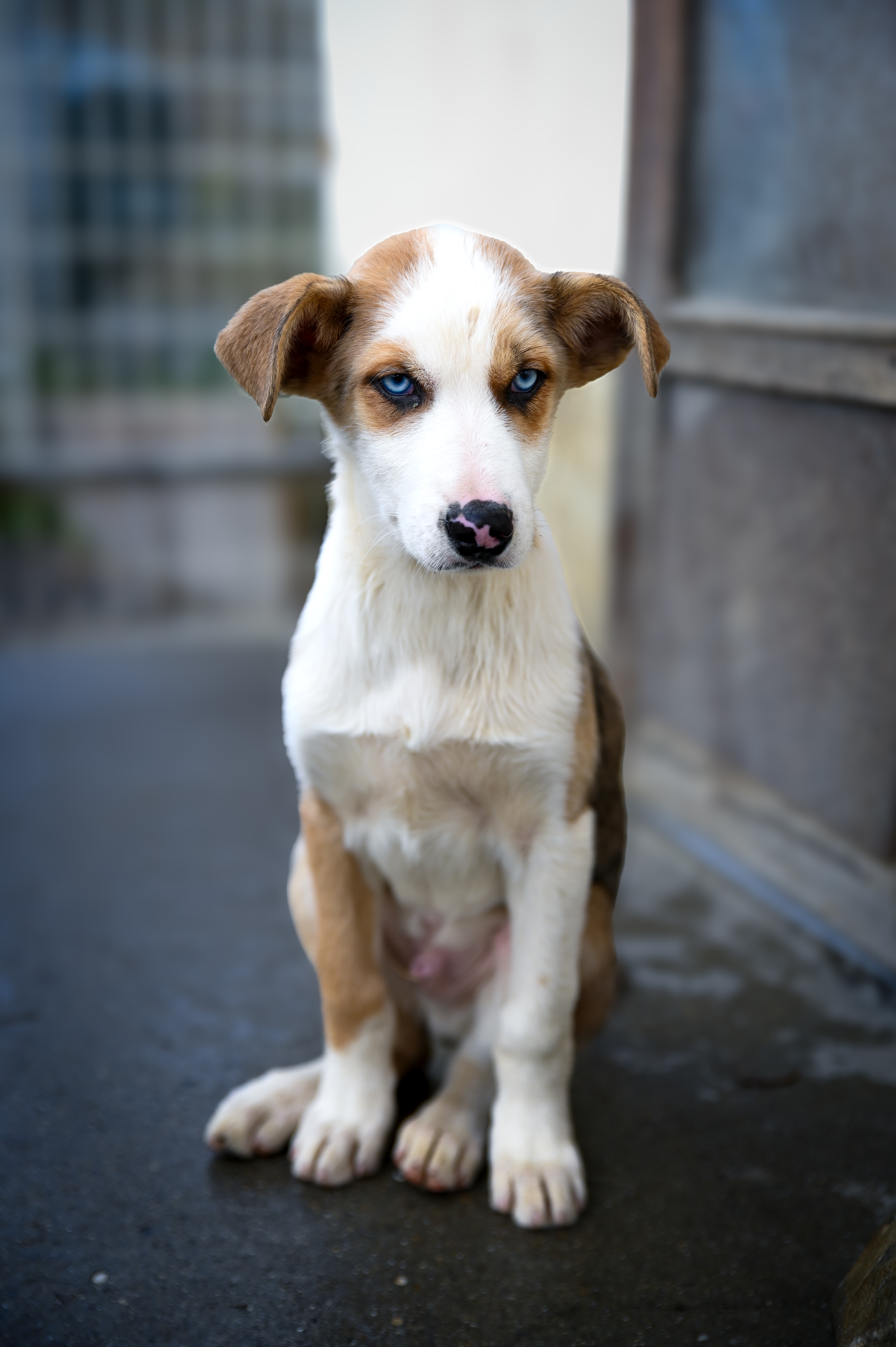 Shooting photo animaux de compagnie