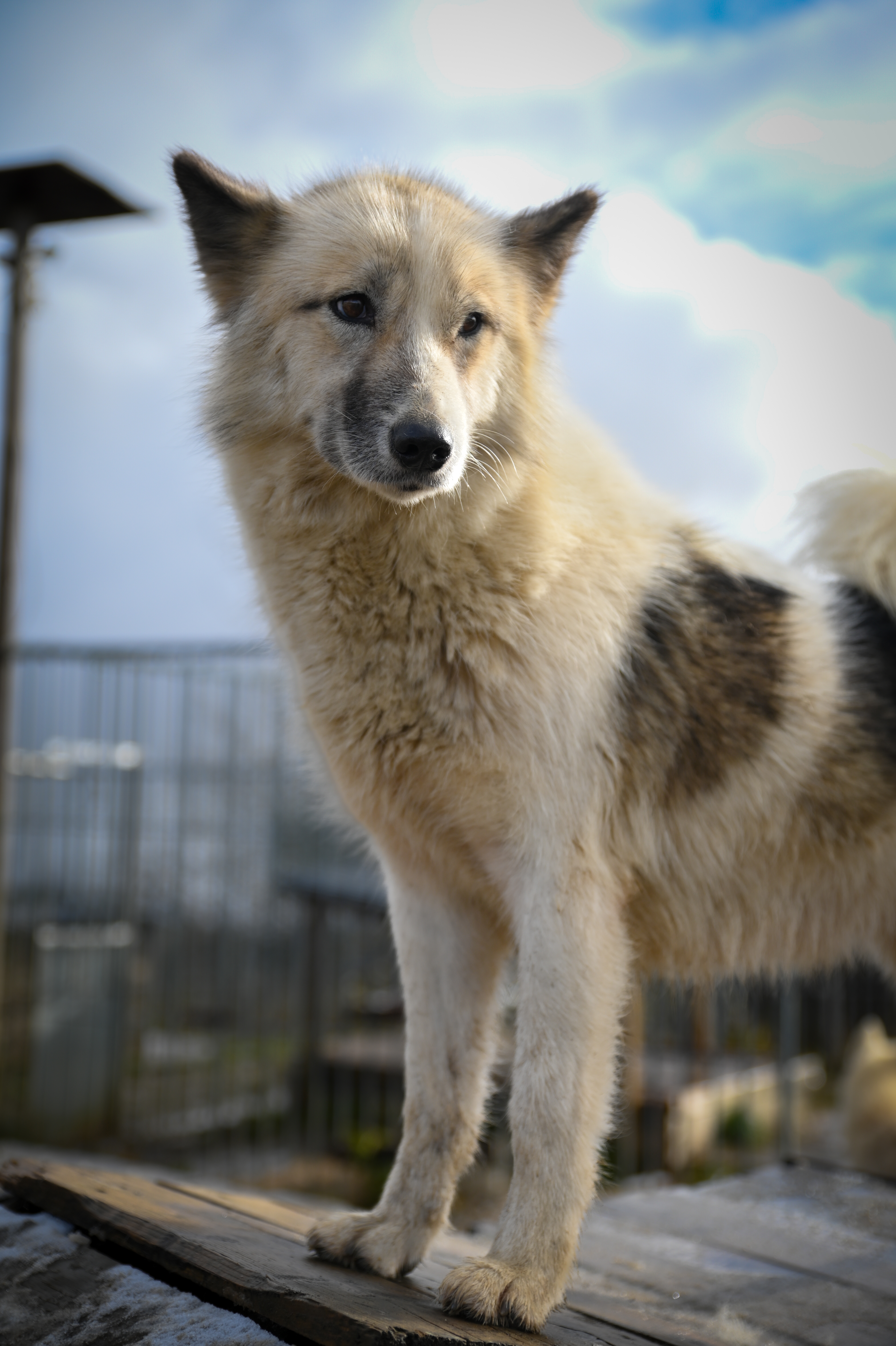 Shooting photo animaux de compagnie